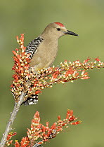 Gila Woodpecker (Melanerpes uropygialis), Texas