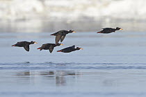 Surf Scoter (Melanitta perspicillata) males flying, Manitoba, Canada