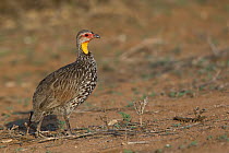 Yellow-necked Spurfowl (Pternistis leucoscepus), Samburu, Kenya