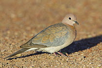 Laughing Dove (Spilopelia senegalensis), Hardap, Namibia