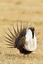 Sage Grouse (Centrocercus urophasianus) male displaying at lek, California