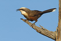 Grey-crowned Babbler (Pomatostomus temporalis) calling, New South Wales, Australia