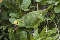 Blue-fronted Parrot (Amazona aestiva), Mato Grosso do Sul, Brazil
