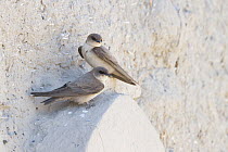 Rock Martin (Ptyonoprogne fuligula) pair, Oman