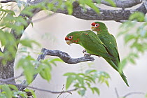 Mitred Parakeet (Aratinga mitrata) pair, Bolivia