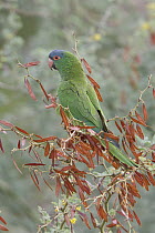 Blue-crowned Parakeet (Aratinga acuticaudata), Bolivia