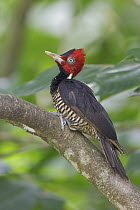 Pale-billed Woodpecker (Campephilus guatemalensis), Costa Rica