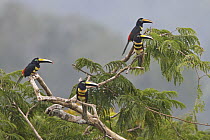 Many-banded Aracari (Pteroglossus pluricinctus) group, Ecuador