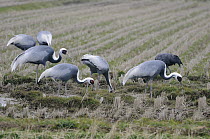 White-naped Crane (Grus vipio) flock foraging in agricultural field, Arasaki Plain, Japan