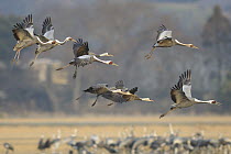 White-naped Crane (Grus vipio) flock landing, Arasaki Plain, Japan