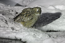 Blakiston's Fish-Owl (Ketupa blakistoni) in snow, Hokkaido, Japan