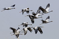 Demoiselle Crane (Anthropoides virgo) flock flying, India