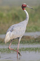 Sarus Crane (Grus antigone), Keoladeo National Park, India