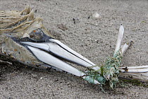 Northern Gannet (Morus bassanus) carcass with bill tangled in fishing line, Lower Saxony, Germany