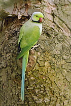 Rose-ringed Parakeet (Psittacula krameri) male, Rhineland-Palatinate, Germany