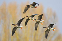 White-fronted Goose (Anser albifrons) flock flying, North Rhine-Westphalia, Germany