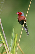 Crimson Finch (Neochmia phaeton), Queensland, Australia