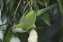 Monk Parakeet (Myiopsitta monachus) feeding on fruit, Pantanal, Brazil
