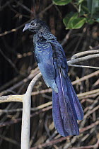 Greater Ani (Crotophaga major), Pantanal, Brazil