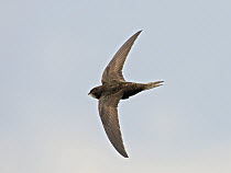 Common Swift (Apus apus) flying, Wales, United Kingdom