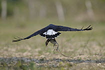 Great Black Hawk (Buteogallus urubitinga) flying with lizard prey, Pantanal, Brazil