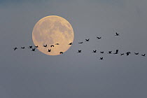 Common Crane (Grus grus) flock flying in front of moon, Mecklenburg-Vorpommern, Germany