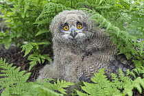 Eurasian Eagle-Owl (Bubo bubo) chick, Lower Saxony, Germany