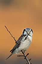 Northern Hawk Owl (Surnia ulula), Saxony, Germany