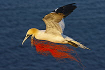 Northern Gannet (Morus bassanus) flying with fishing line entangled around bill, Schleswig-Holstein, Germany