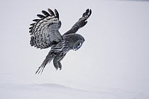 Great Gray Owl (Strix nebulosa) flying over snow, Finland