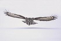 Great Gray Owl (Strix nebulosa) flying over snow, Finland
