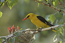 Golden Oriole (Oriolus oriolus) male at nest with begging chicks, Bulgaria