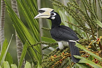 Oriental Pied-Hornbill (Anthracoceros albirostris), Langkawi, Malaysia