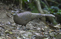 Grey Peacock Pheasant (Polyplectron bicalcaratum) male, Thailand