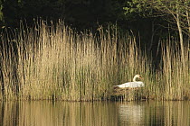 Mute Swan (Cygnus olor) on nest, Lower Saxony, Germany