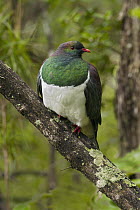 New Zealand Pigeon (Hemiphaga novaeseelandiae), Rakiura National Park, New Zealand