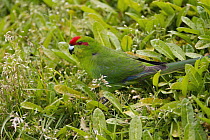 Red-fronted Parakeet (Cyanoramphus novaezelandiae), New Zealand