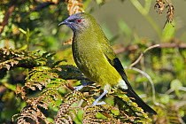 New Zealand Bellbird (Anthornis melanura), Stewart Island, New Zealand