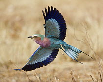 Lilac-breasted Roller (Coracias caudata) flying, Namibia