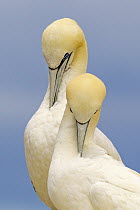 Northern Gannet (Morus bassanus) pair preening, Saltee Islands, Republic of Ireland
