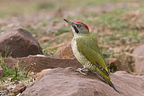 Levaillant's Woodpecker (Picus vaillantii) male, Morocco