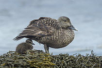 Common Eider (Somateria mollissima) mother with chick, Schleswig-Holstein, Germany