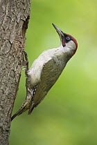 Eurasian Green Woodpecker (Picus viridis) male at nest cavity, Rhineland-Palatinate, Germany