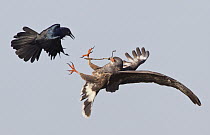 Snail Kite (Rostrhamus sociabilis) being attacked by male Boat-tailed Grackle (Quiscalus major) while flying, Florida