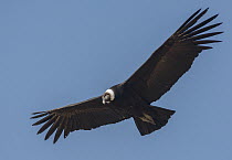Andean Condor (Vultur gryphus) female flying, Santiago, Chile
