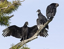 American Black Vulture (Coragyps atratus) trio, Florida