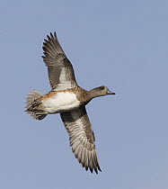 American Wigeon (Anas americana) female flying, Florida