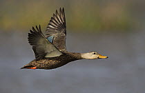 Mottled Duck (Anas fulvigula) male flying, Florida