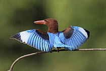 White-throated Kingfisher (Halcyon smyrnensis) spreading wings, Penang, Malaysia