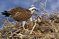 Eastern Osprey (Pandion cristatus) parent feeding chick in nest, Western Australia, Australia